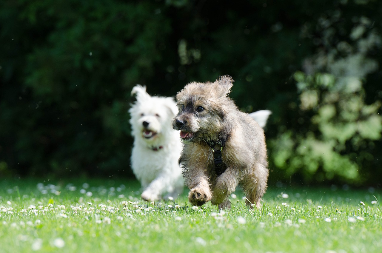 The Best Small Dog Breeds for Families